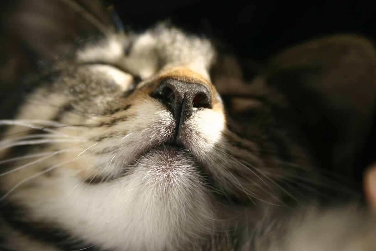 Какой нос должен быть у кошки​