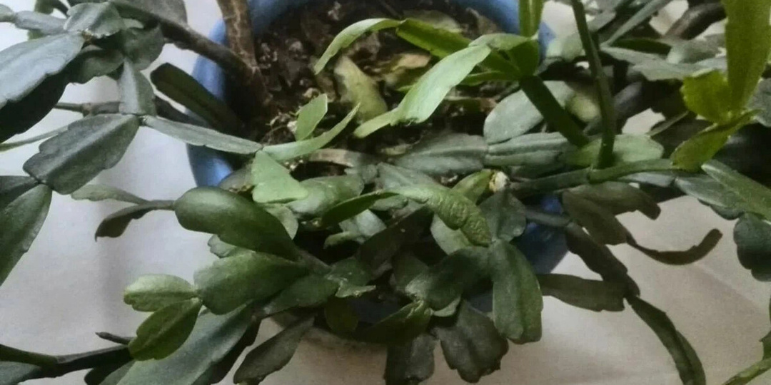 Почему не цветет декабрист. 3 оновных причины