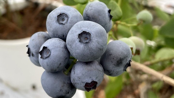 Голубика Нельсон