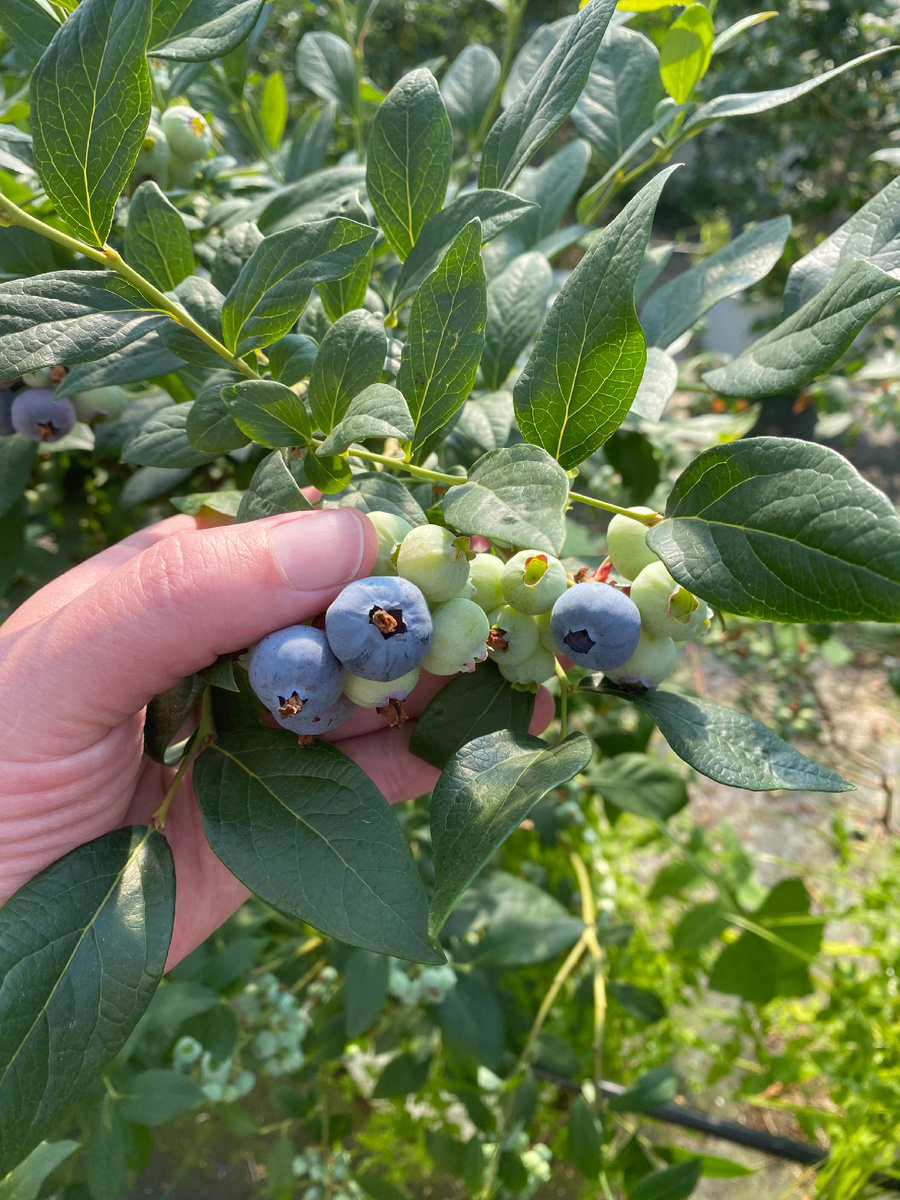 Голубика Чандлер 