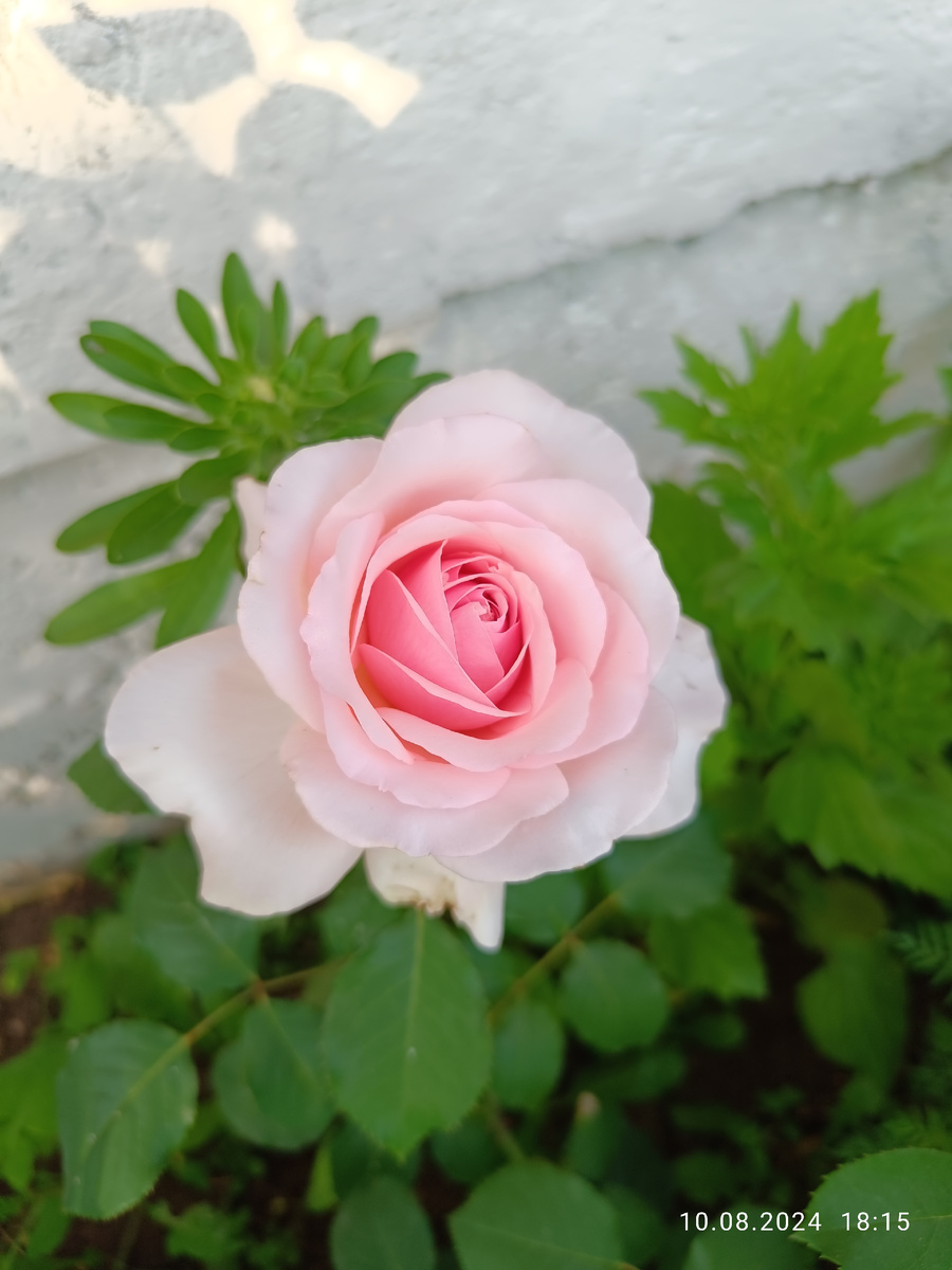 Роберто Капуччи чг