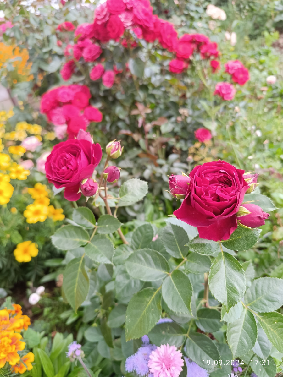 На переднем плане эротик рококо спрей