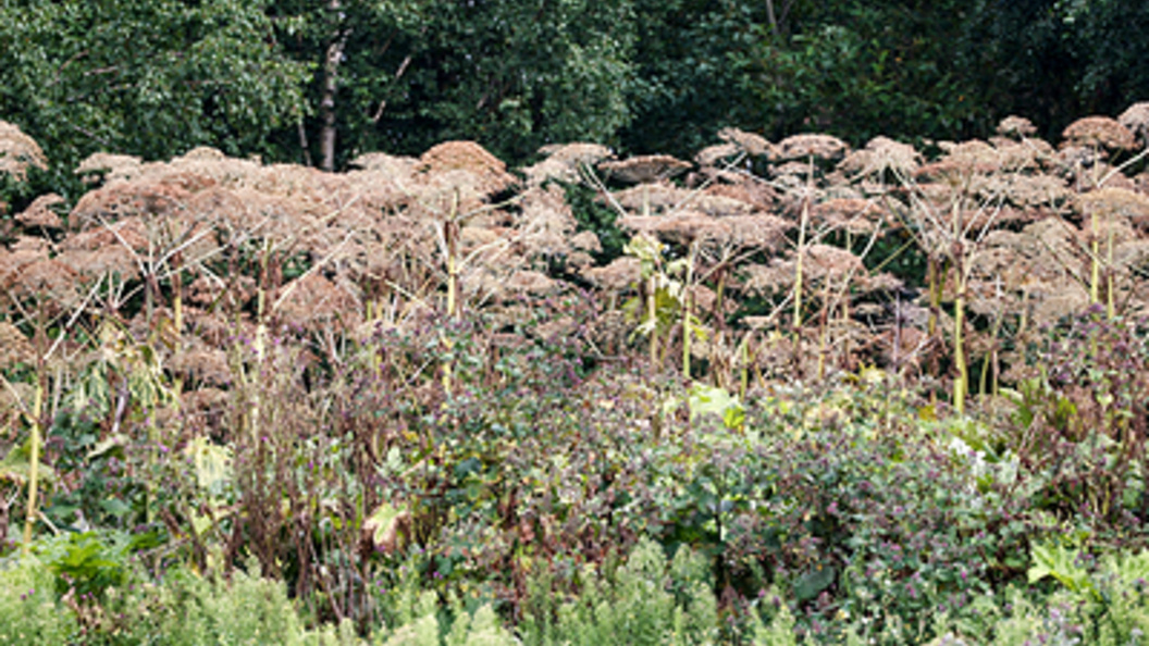    Фото: Petrov Sergey/Globallookpress