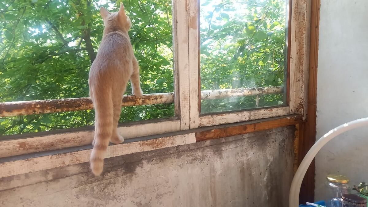 Кот изучает охотничьи угодья