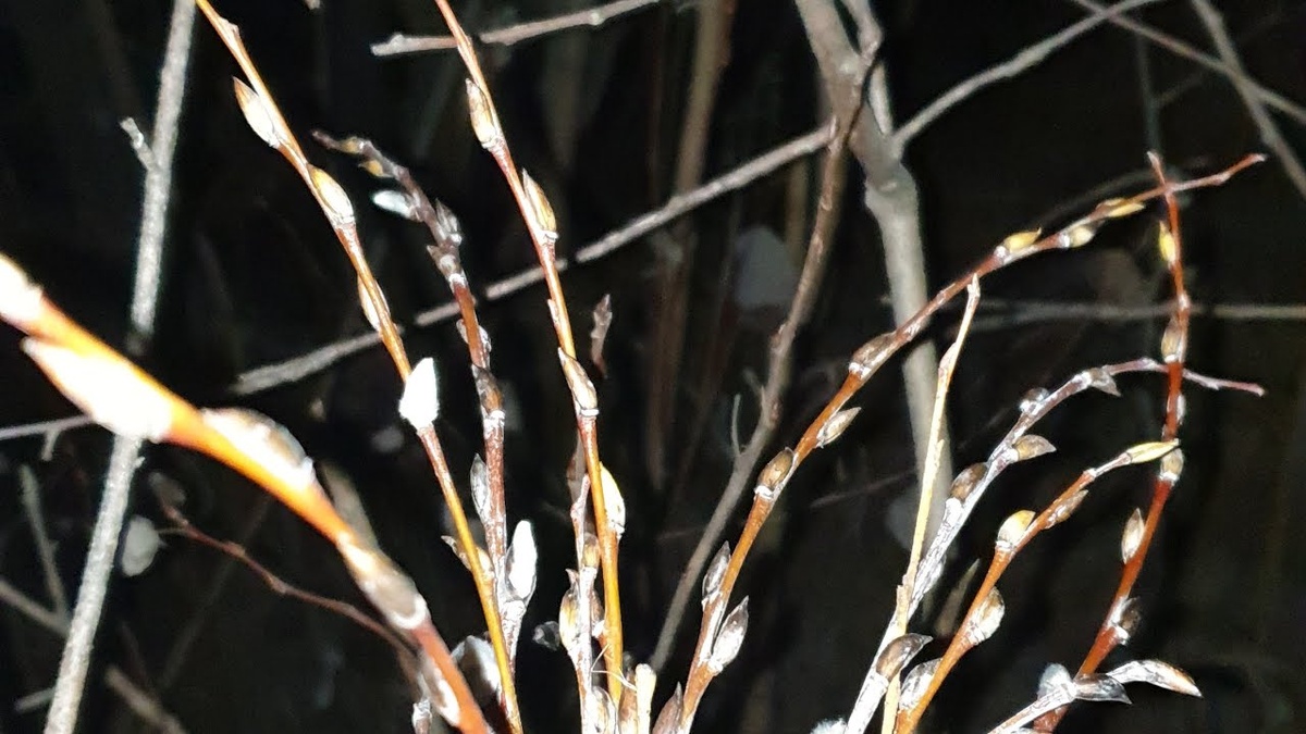 Чудо. Фото: Ютуб.