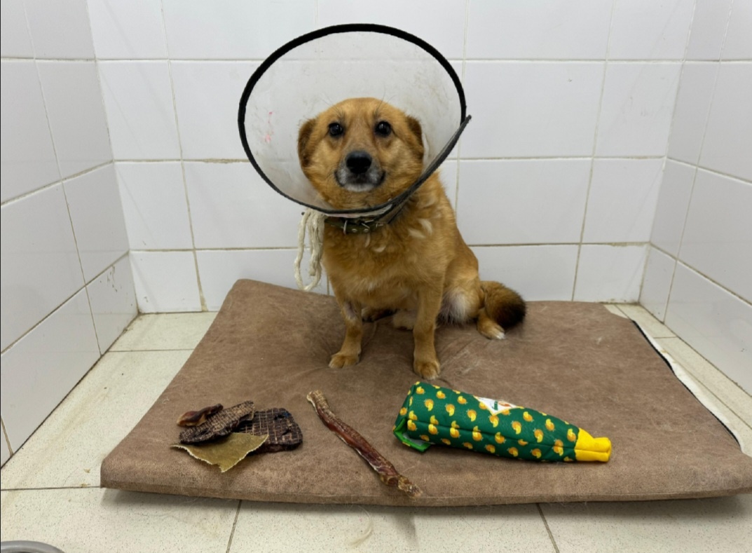 Рыжик в клинике