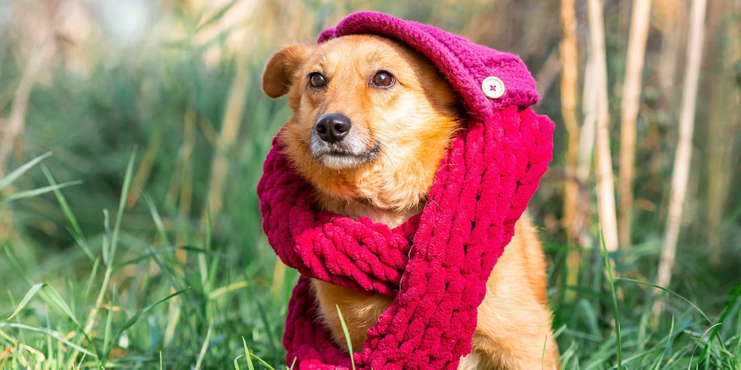 Один случайный звонок решил судьбу пса-мученика Рыжика