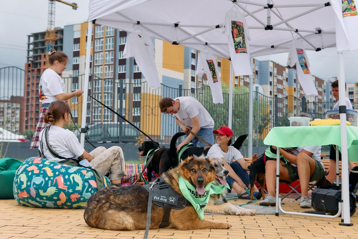 На фестивале благотворительных организаций