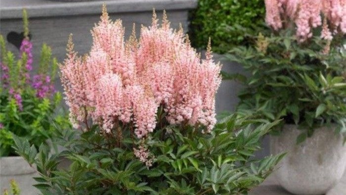 Астильба. Фото с pinterest.com