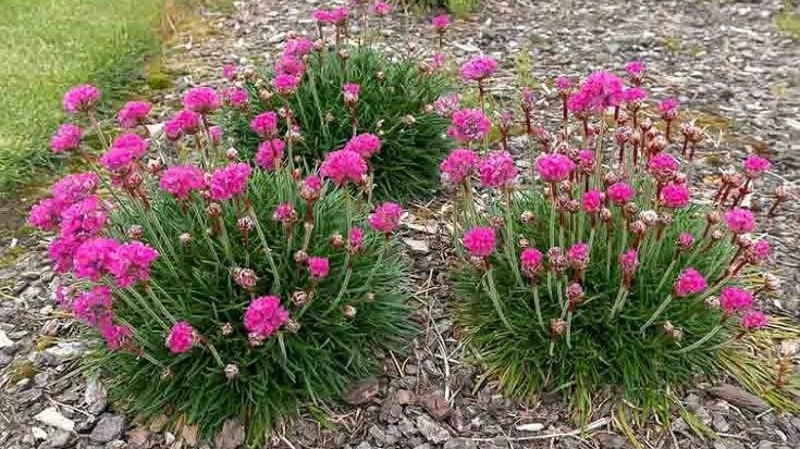 Валериана красная. Фото с pinterest.com