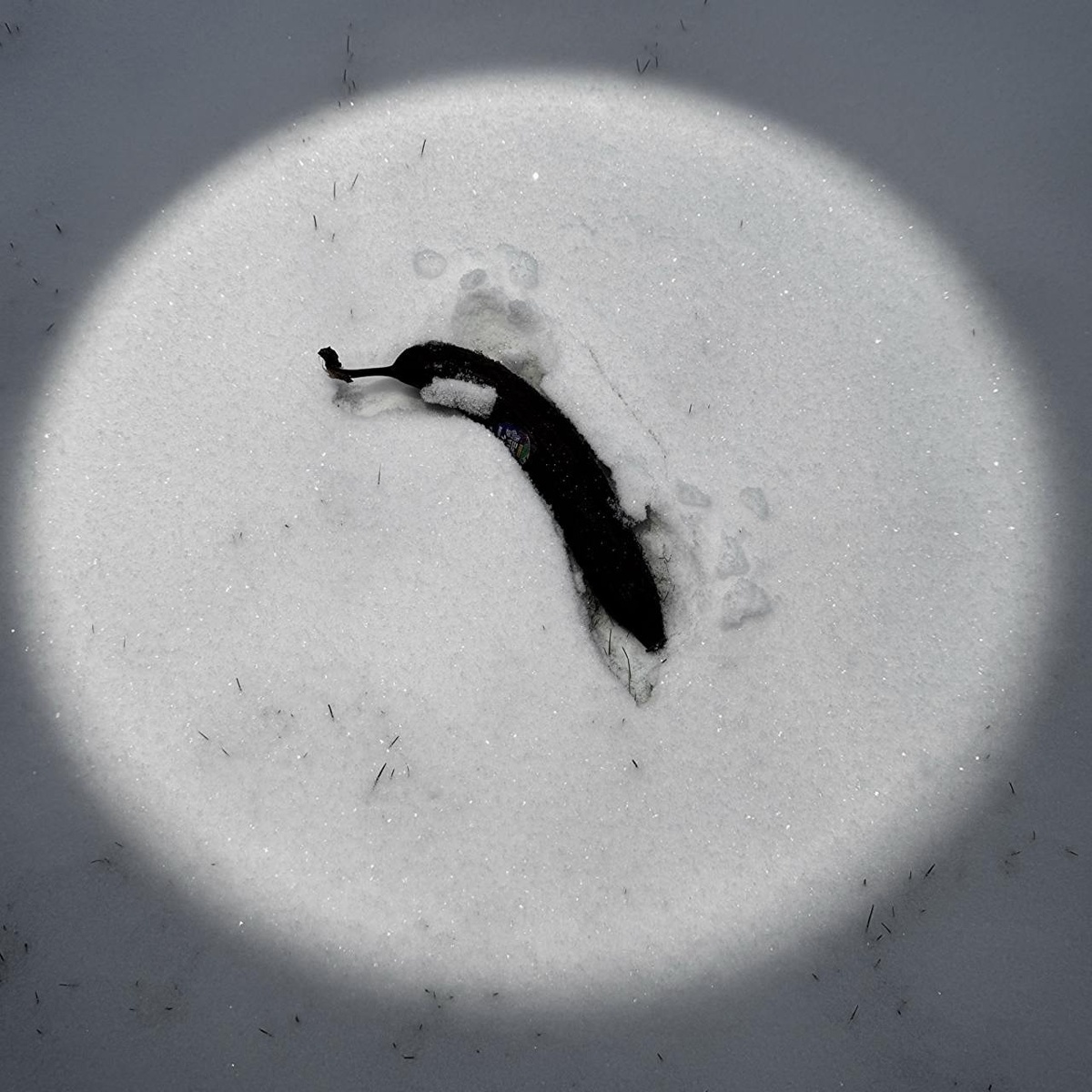 Источник: обложка сингла "Буду быть v2"