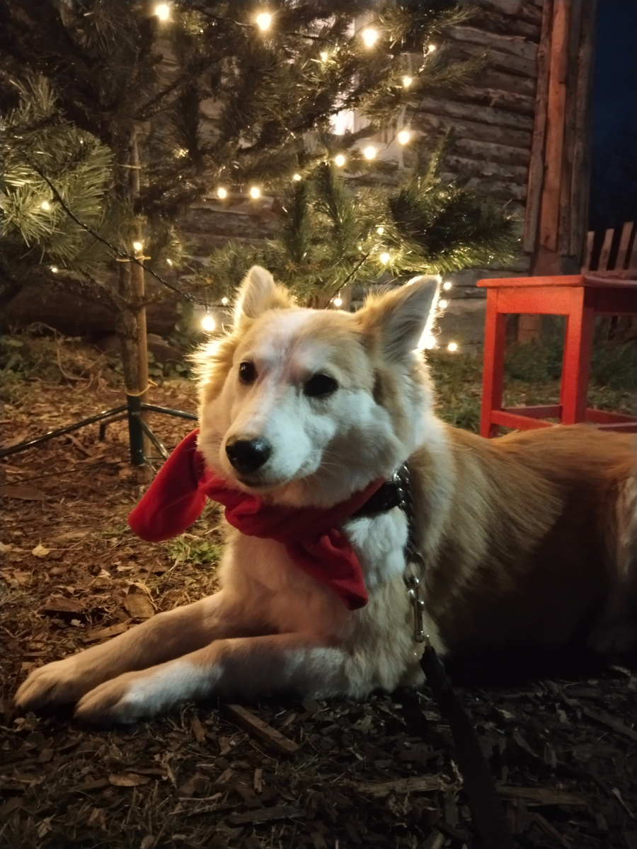 Любая собака будет в восторге от интересных тренировок 👌🏼