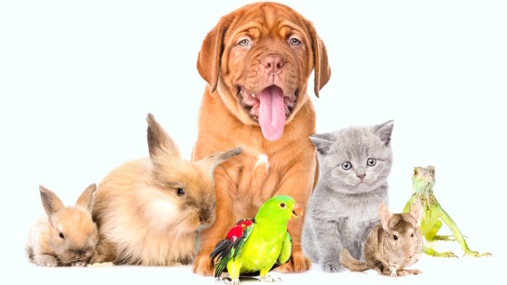    Какой сегодня праздник: 30 ноября – Всемирный день домашних животных Андрей Бурков