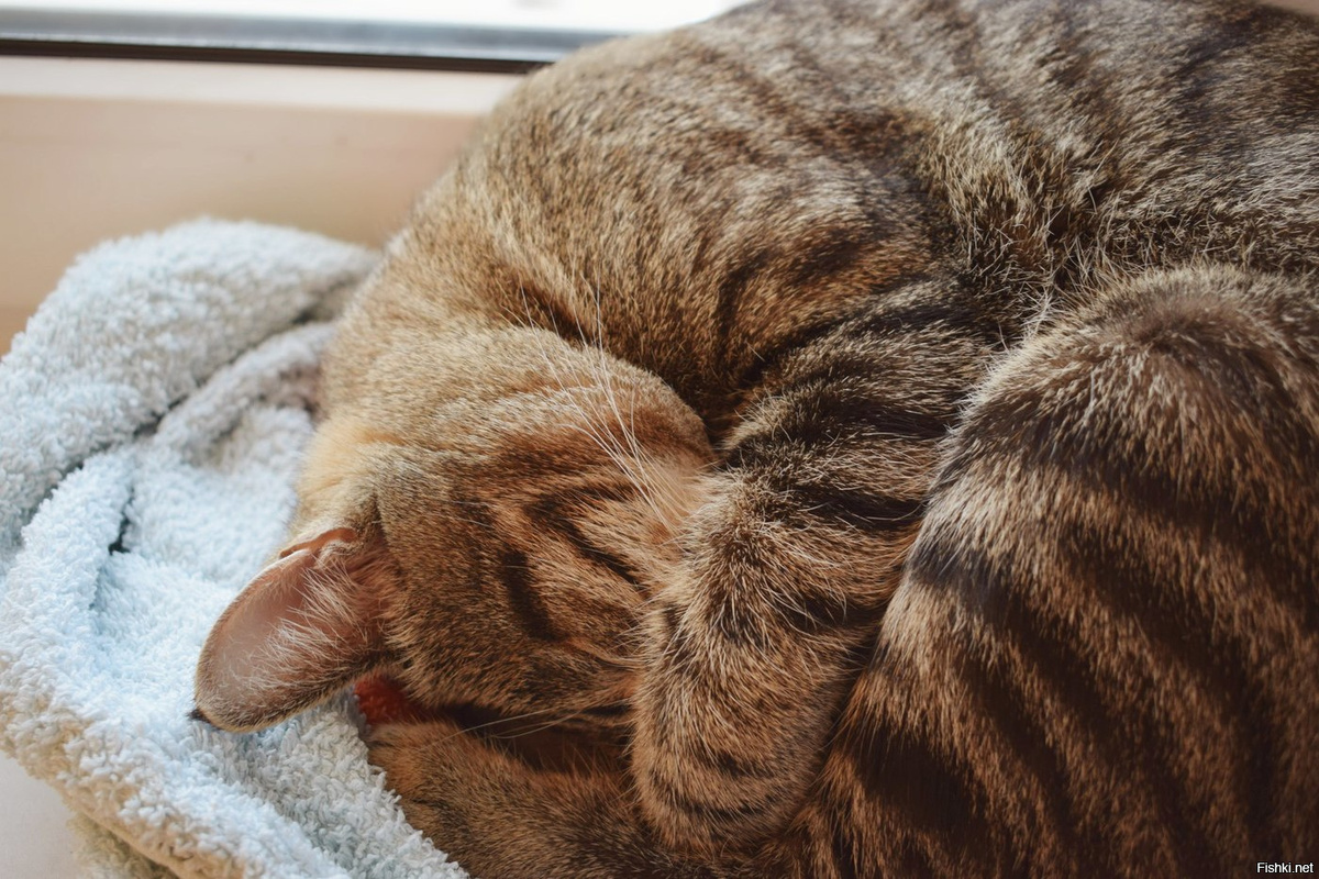 Кошка свернулась клубком — ждут сильные морозы.