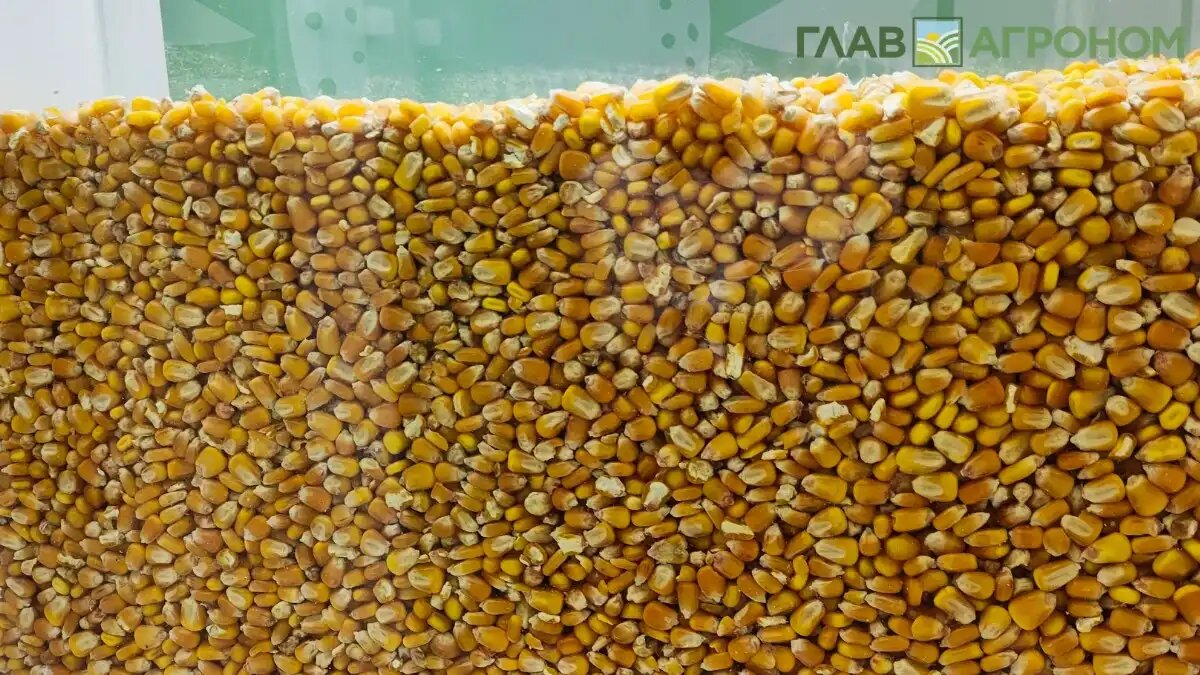 Фото:© Артем Борисов / Glavagronom.ru
Пик подорожания кукурузы из-за неурожая на Юге наступит весной 2025 г.