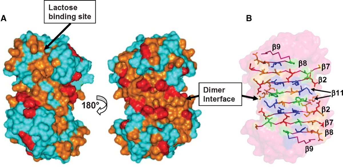 Иллюстрация из статьи с соавторством Клёсова в журнале Glycobiology, 103 цитирования
