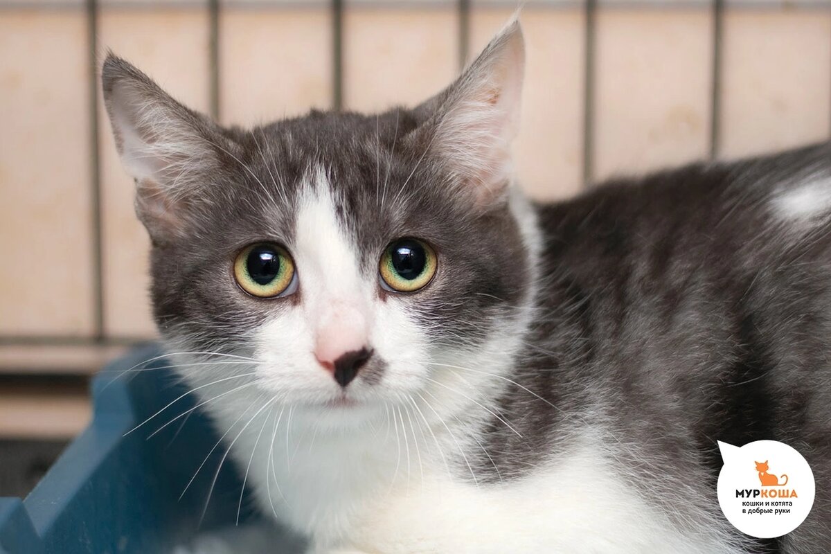 Паладин приехал с передержки.