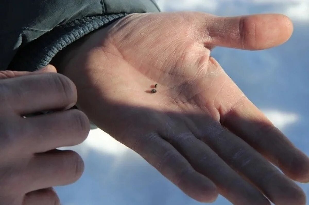    Вот такие внеземные микрочастицы нашлись на месте падения витимского болида.