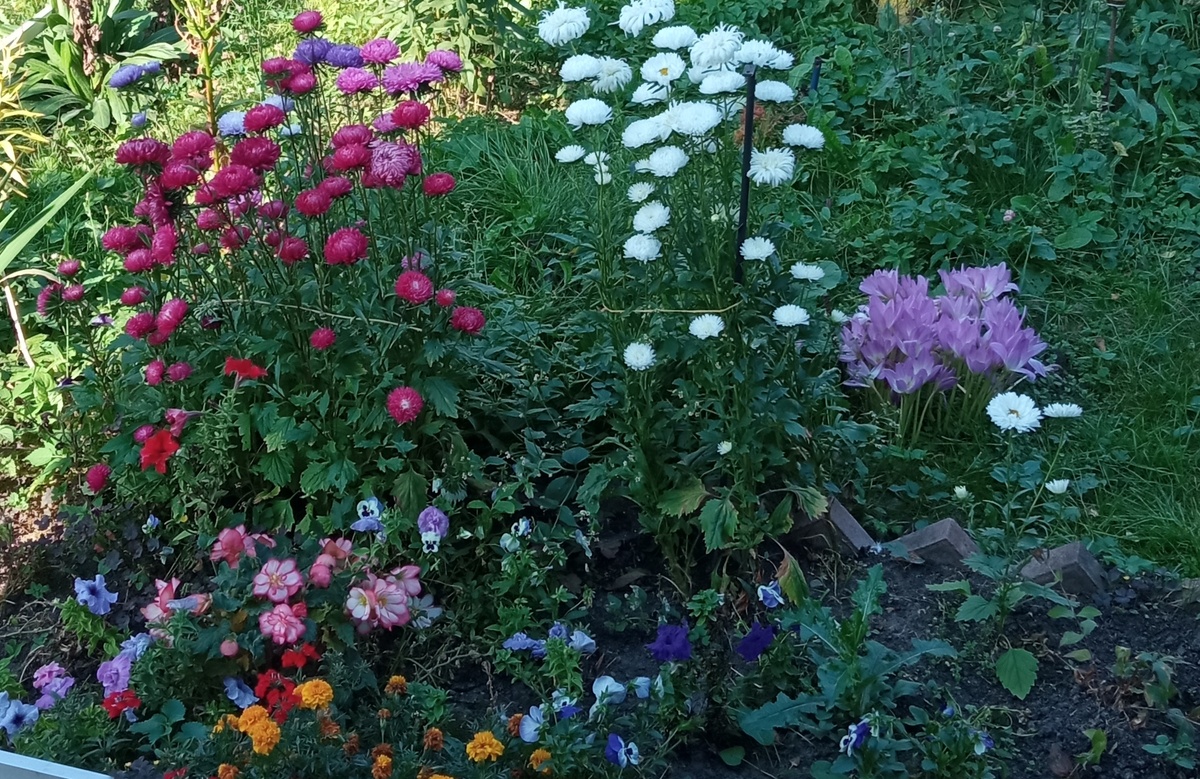 Цветы как у Цветочного Дедушки .( Галерея автора ) 