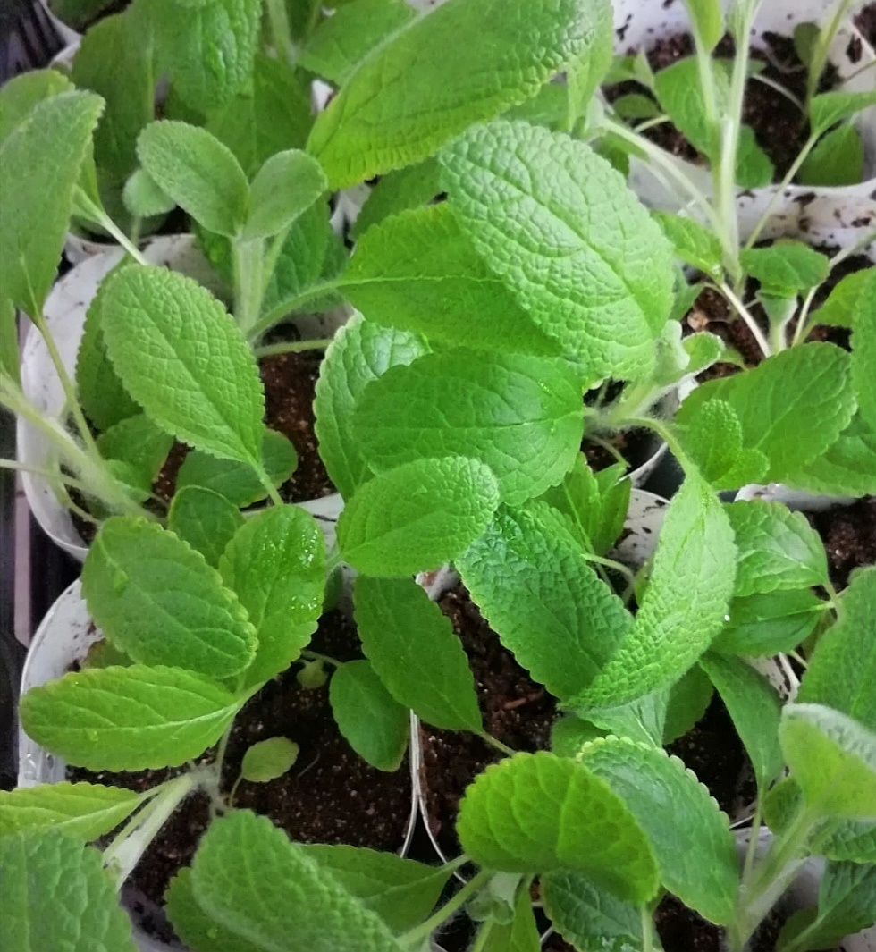 Фото сделано 23 апреля. Рассада уже перенесена в теплицу. На свету растения стали крепче, начали выпускать более плотные листочки. 