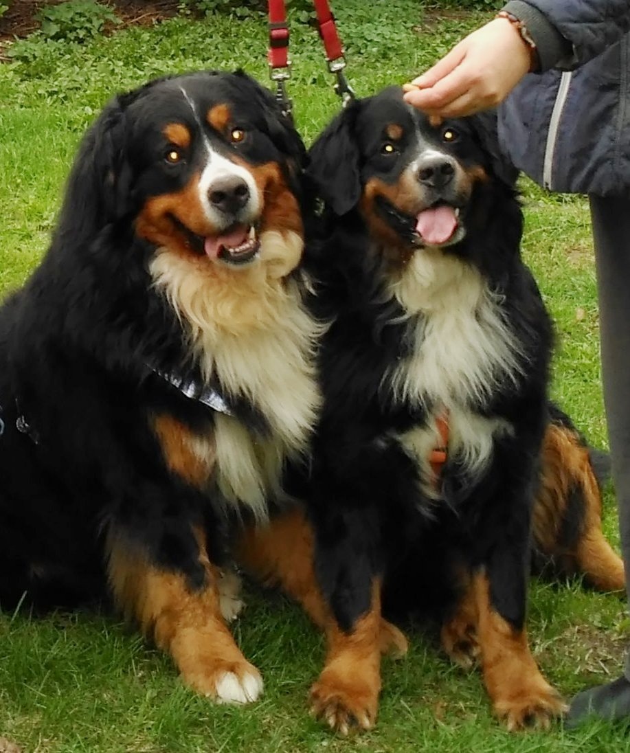 На фотографии мои последние берны: Бени и Малик