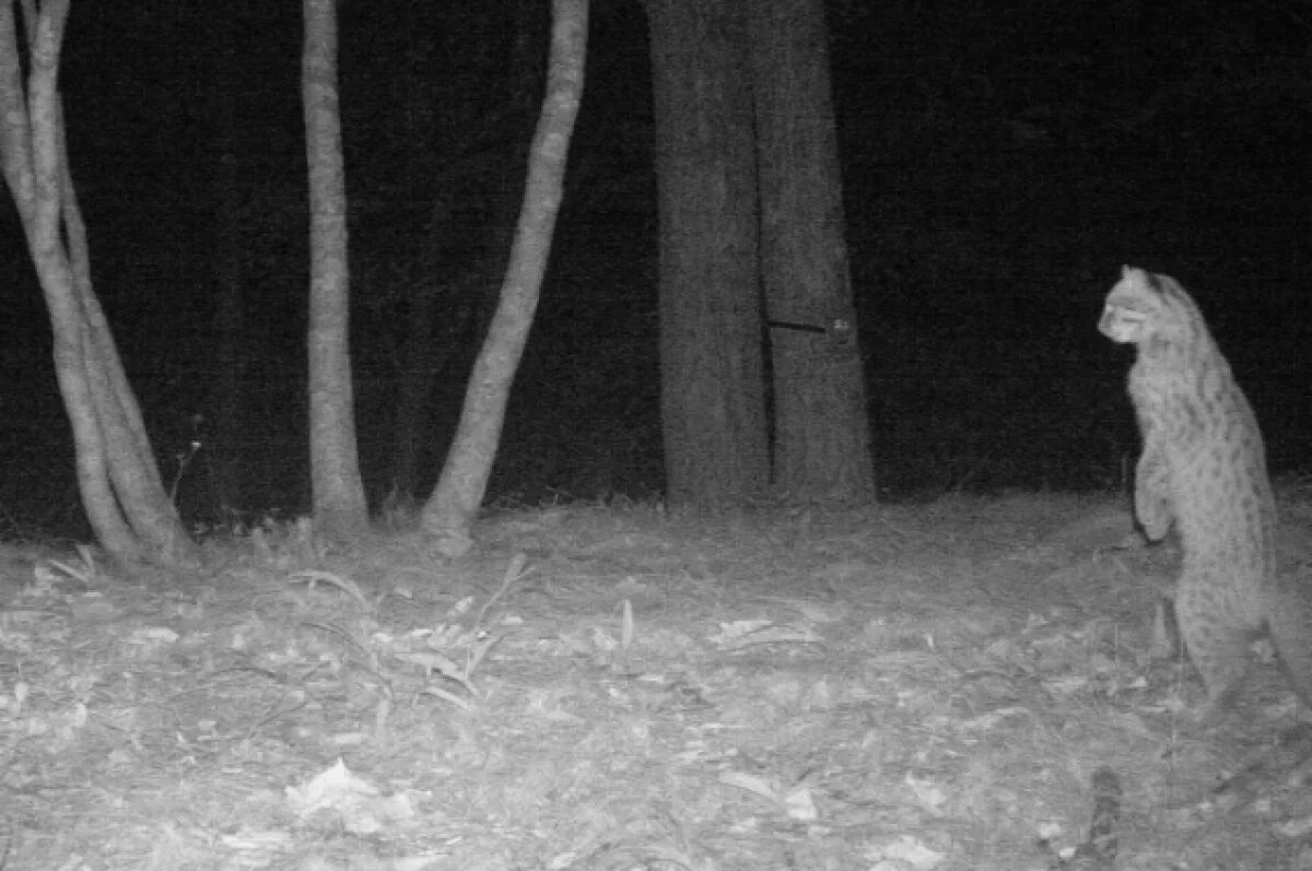    Фотоловушка в Приморье зафиксировала необычное животное