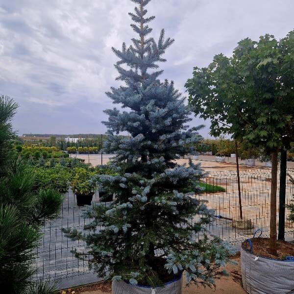 Для влюбленных в собственную дачу питомник растений предлагает саженцы настоящей новогодней ели, которая подарит хорошее настроение вне только в зимние праздники, но и в течение всего года.