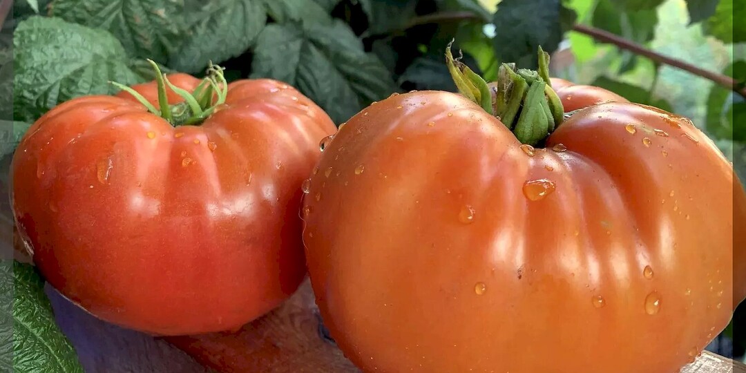 20-ка урожайная: самые топовые гибриды и сорта томатов, которые стоит посадить в будущем сезоне. Часть 2