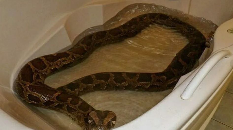 Мыслительный процесс налицо... на лице... в смысле, на морде!))