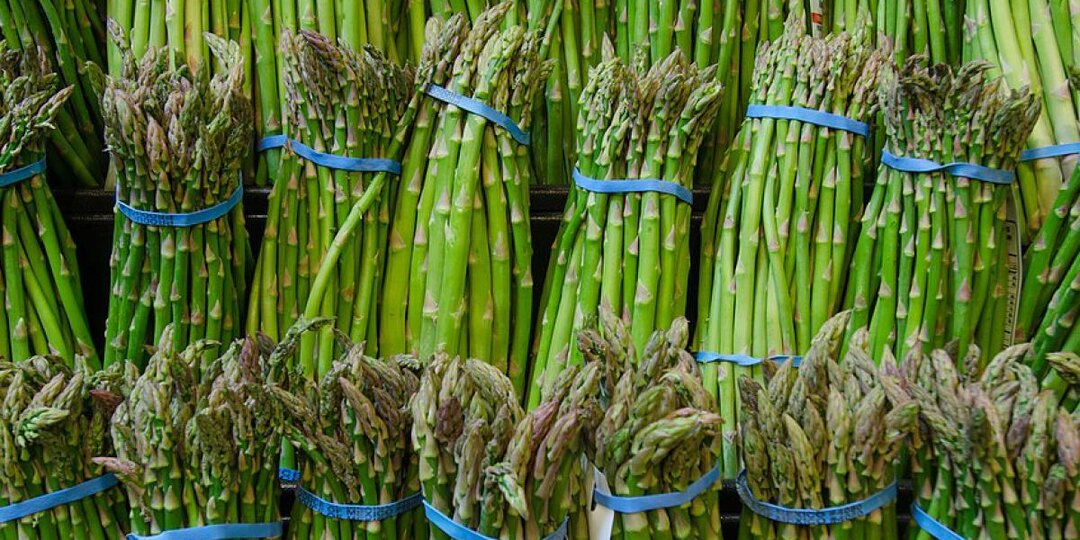 Спаржа на вашем участке — от посева до первого урожая