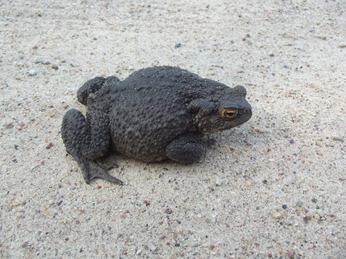 Взрослая самка 24.08.24