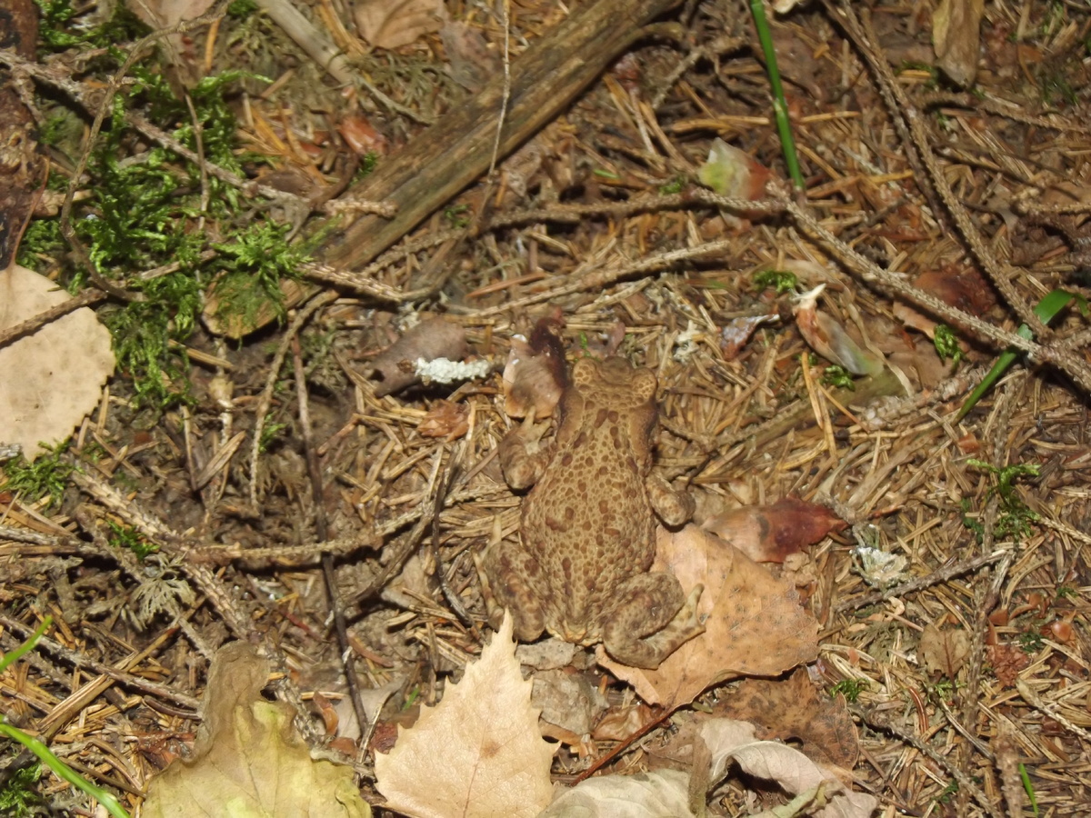 Камуфляж самца. 16.09.24