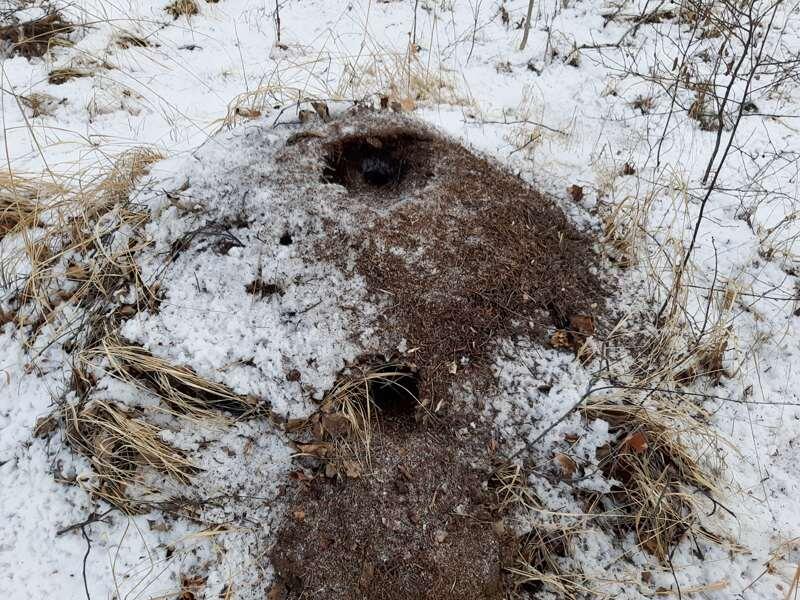 Зимний лес манил не только любителей приборного поиска, но и муравьедов, еще не ушедших в спячку
