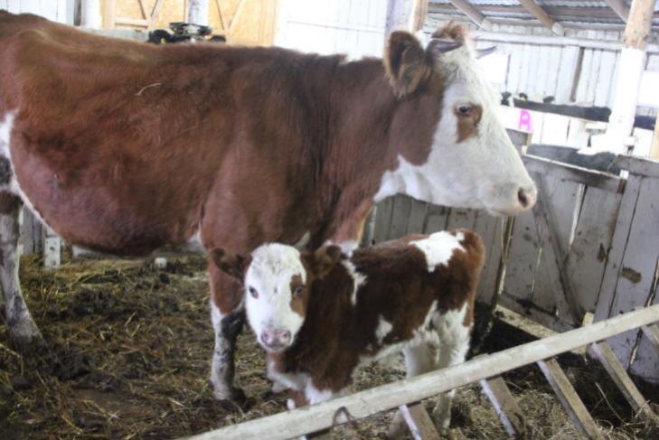    Фото - Сельская правда