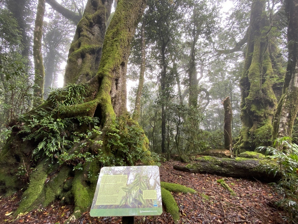 Те самые реликтовые буки