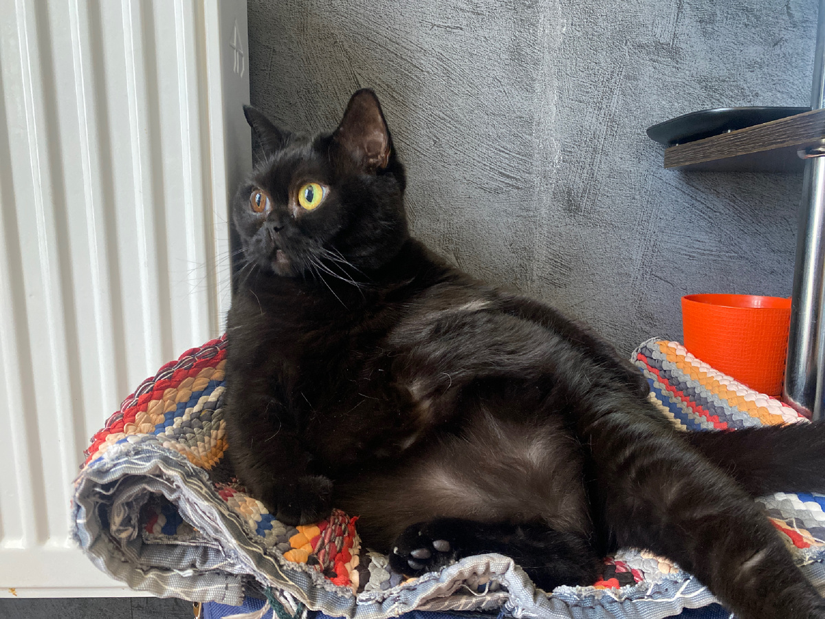 Кошка Белла