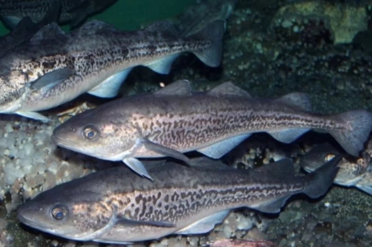    Росрыболовство разрешило вылов 700 тысяч тонн минтая в Беринговом море