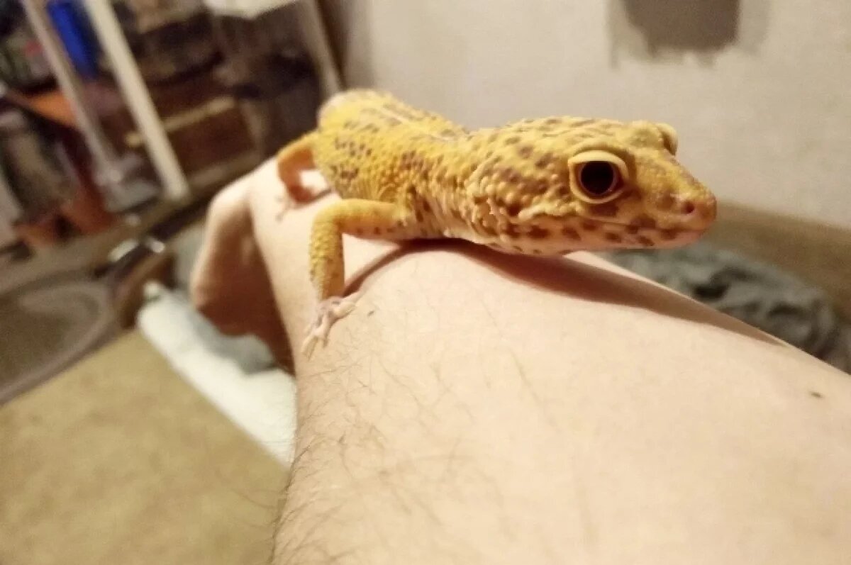    Гекконы и мраморные тараканы.