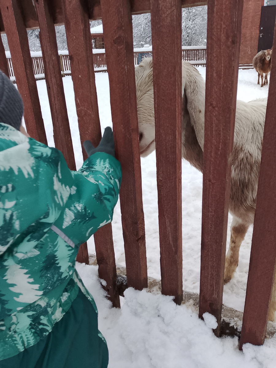 Малыш любит коз, а козам интересно общаться с людьми.