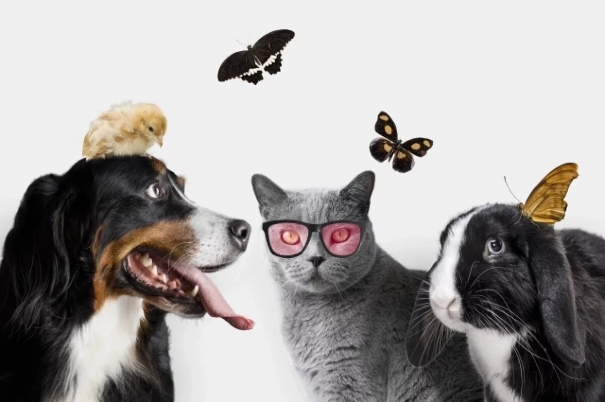    Кошки, собаки и даже хамелеон.