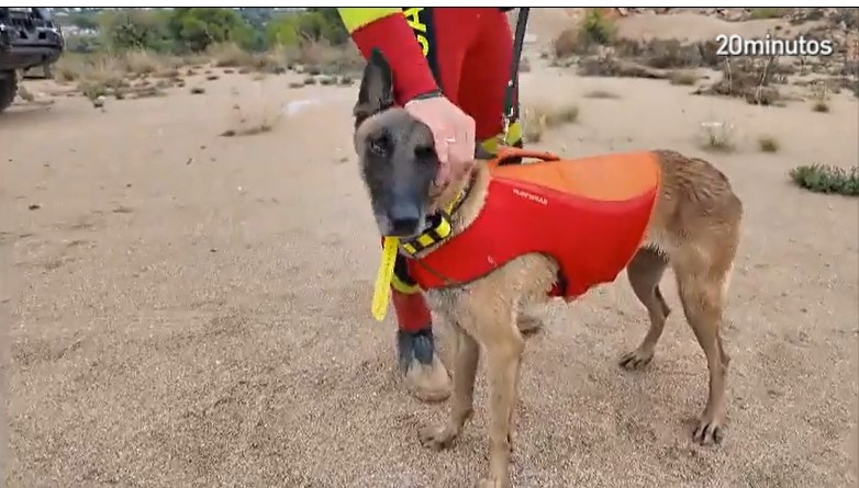 С первых дней после трагедии кинологические команды UME прибыли на места стихийного бедствия.