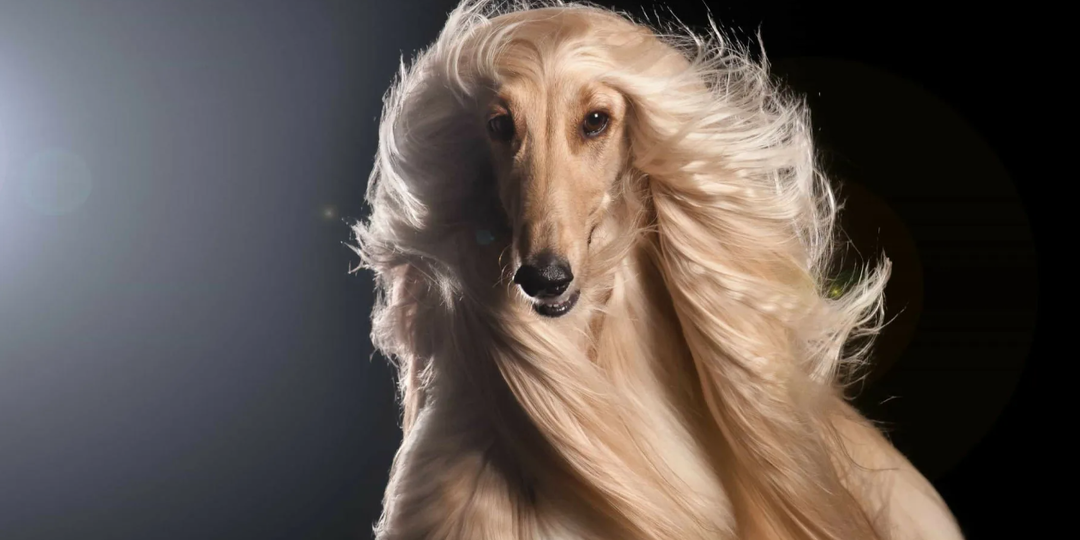 Красивые собаки: Топ 5 самых красивых пород собак