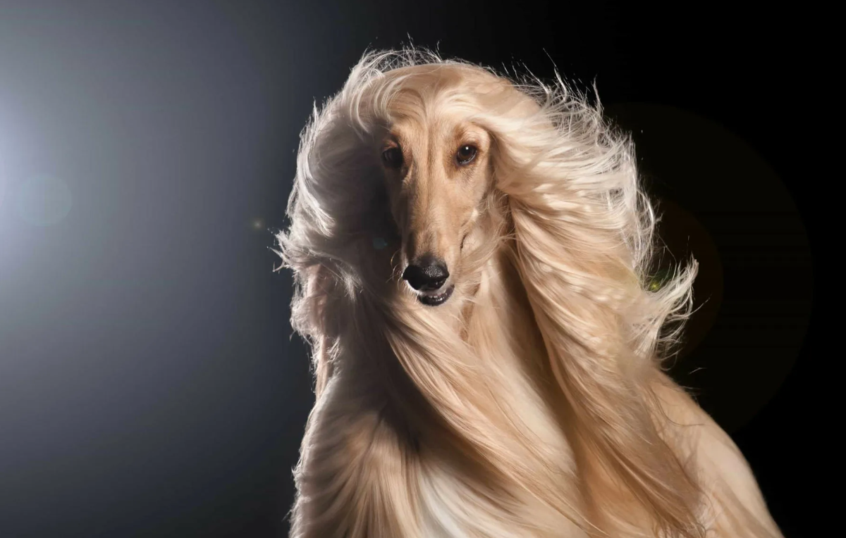 Их шерсть считается настолько уникальной, что она входит в состав некоторых люксовых тканей и шерстяных изделий. Да-да, при вычесывании собак хозяева собирают выпавшие волосы, а затем передают их для создания тонкой пряжи. Из такой пряжи вяжут шарфы, шапки и даже свитера.

Эти изделия обладают невероятной мягкостью и теплотой, но при этом остаются легкими и воздушными. 