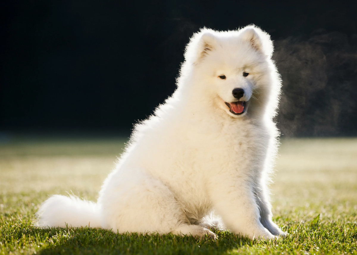 Собранный во время линьки подшерсток самоеда можно превратить в пряжу, из которой изготавливают тёплые и мягкие вещи. Такая шерсть обладает уникальной способностью сохранять тепло и отводить влагу, что делает её идеальной для создания зимней одежды. Более того, изделия из самоедской шерсти не только невероятно комфортны, но и сохраняют легкий запах, напоминающий о природе, что придает им особую атмосферу.