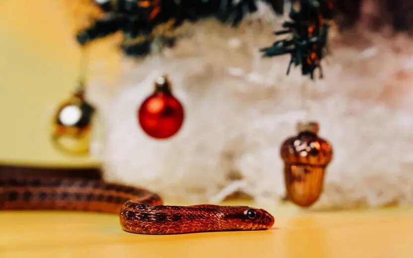    Гороскоп на неделю: с 2 по 8 декабря Скорпионам предстоит важный выбор, а Львам – неожиданный успех