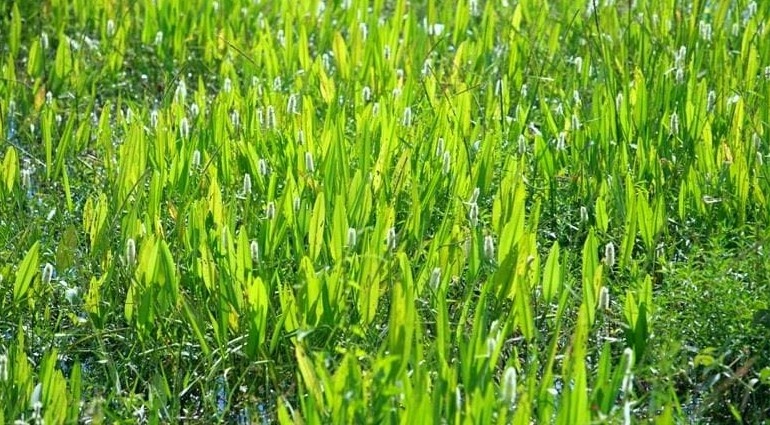 Эхинодорус Амазонка (Echinodorus amazonicus) в естественном биотопе