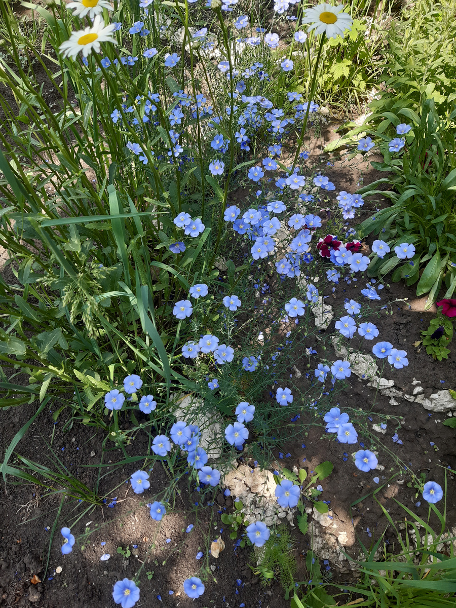 Камере очень нелегко передать правильный цвет, но на этой фото он максимально приближен к реальности