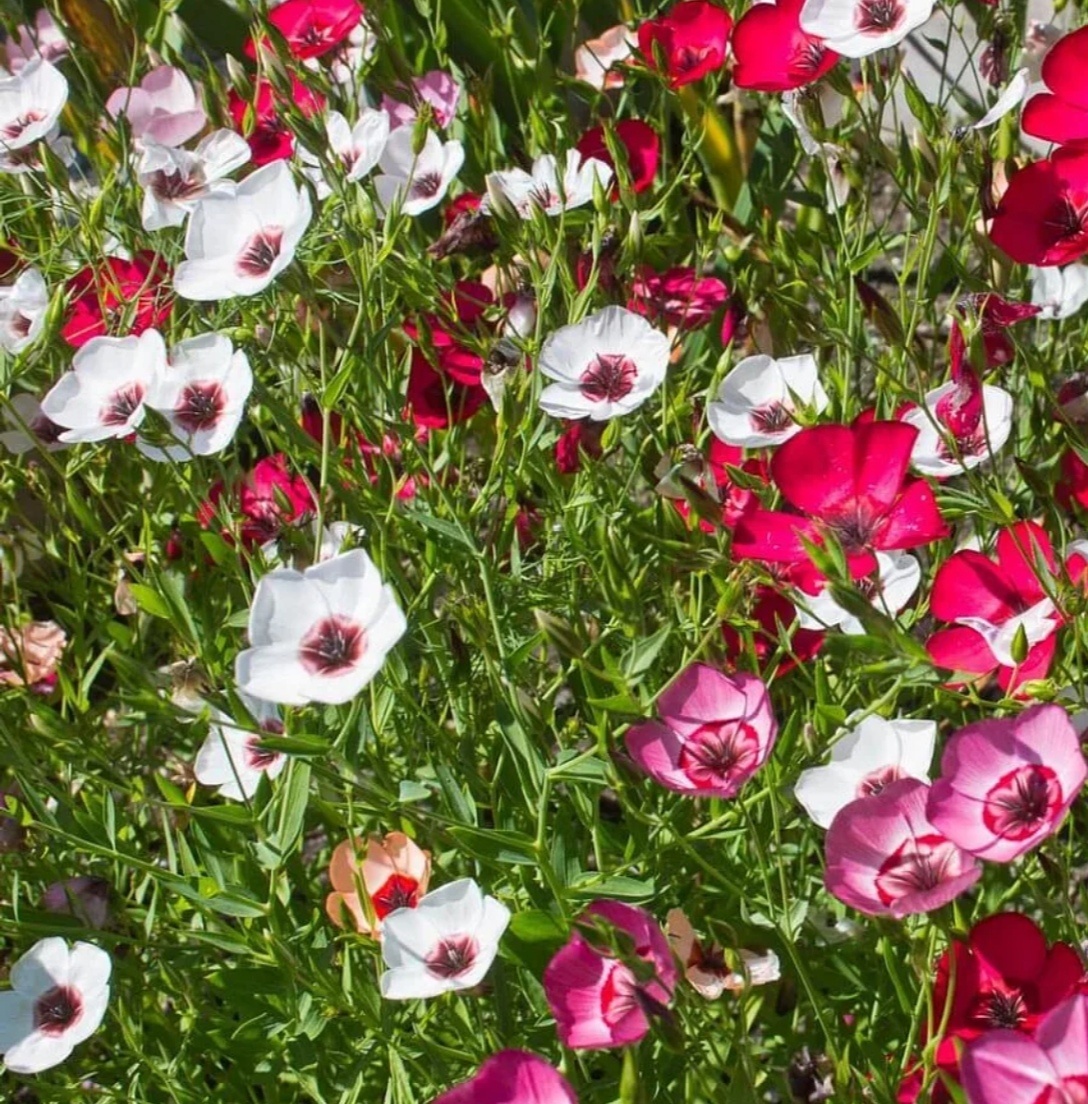 Лен крупноцветковый, однолетний, смесь расцветок. Фото взято с просторов Интернета.