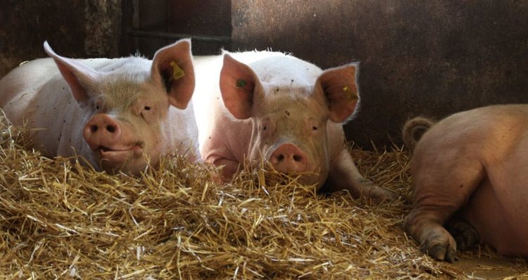    Может ли органическое свиноводство быть выгодным: опыт Швейцарии