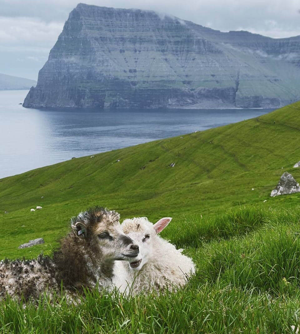    "Овечьи острова"